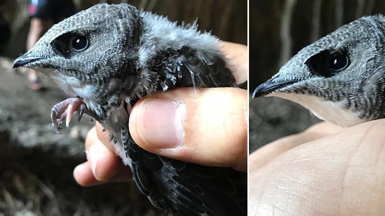 Diyarbakır’da yavru ebabil kuşu görüldü