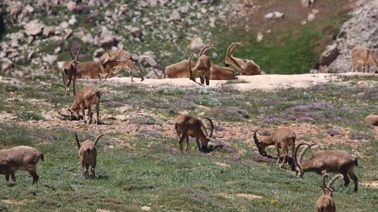 Tunceli’de yaban keçileri sürü halinde görüntülendi
