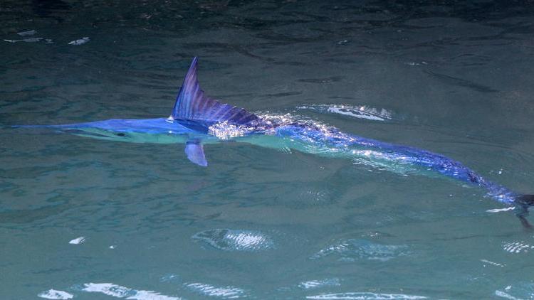 Mavi yelken balığı Antalyada görüntülendi