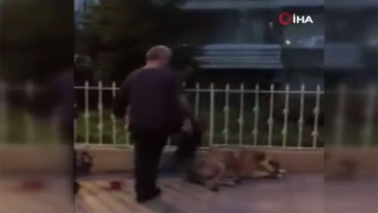 Köpeğe tekme atan kişiye para cezası