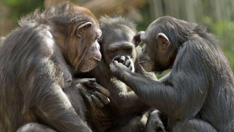 Birlikte video izleyen şempanzelerin aralarındaki bağ güçleniyor