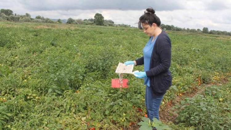 Manyasta domates zararlılarına karşı feromon tuzakları yerleştirildi