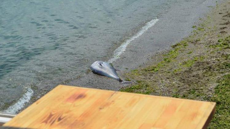 Açık deniz bağlığı orkinos, Mudanya’da sahile vurdu