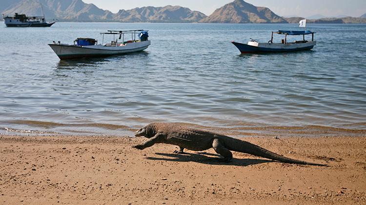 Endonezyanın Komodo Adası 2020de kapatılacak