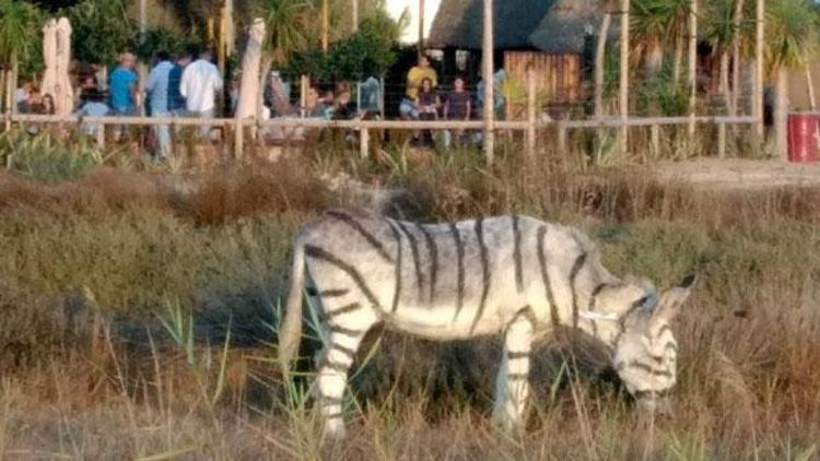 Zebra görünümlü eşeklerle safari temalı düğüne soruşturma