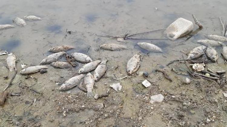 Baraj gölündeki ölü balıklar toplanıp, gömüldü