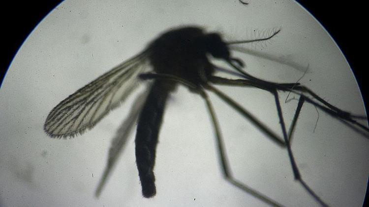 Sağlık Bakanlığı duyurdu İstanbulda sivrisinekle gelen virüs tehlikesi