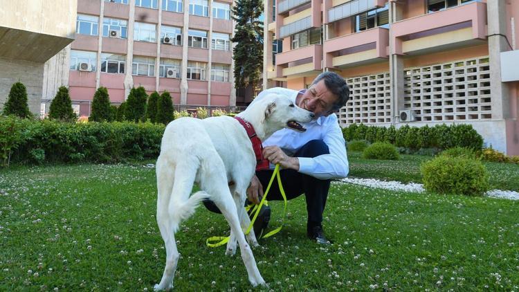 MEB okullarda hayvan sahiplenme çalışması başlatıyor