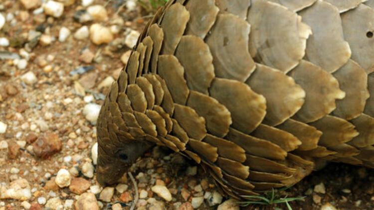 Singapurda tonlarca kaçak pangolin pulu ele geçirildi