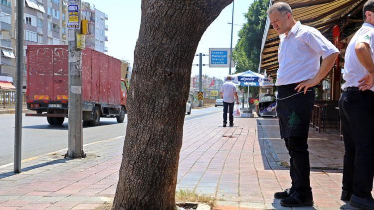 Antalyada 30 yıllık çınar ağacına asit döküldüğü iddiası