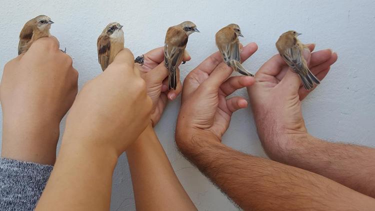 2 bin 239 kuş halkalandı