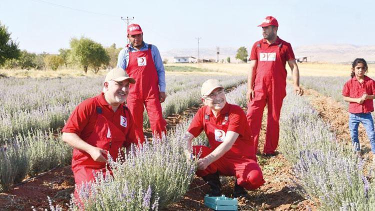 Lavanta bahçesinde ilk hasat