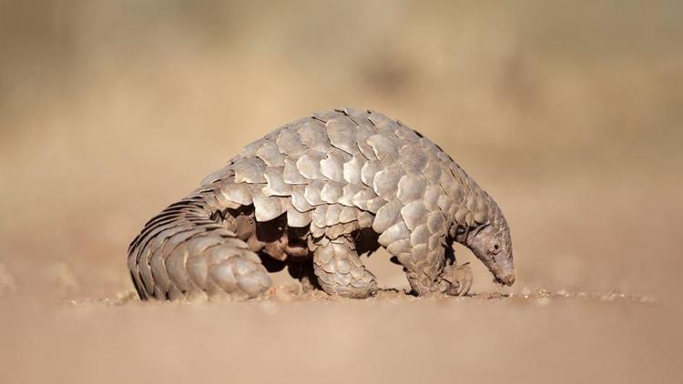 Pangolin nedir