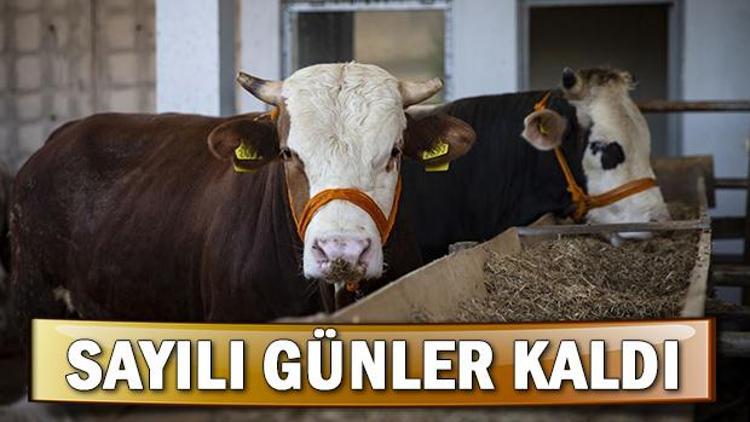 Kurban Bayramı ne zaman başlayacak Bayramı tatili kaç gün olacak