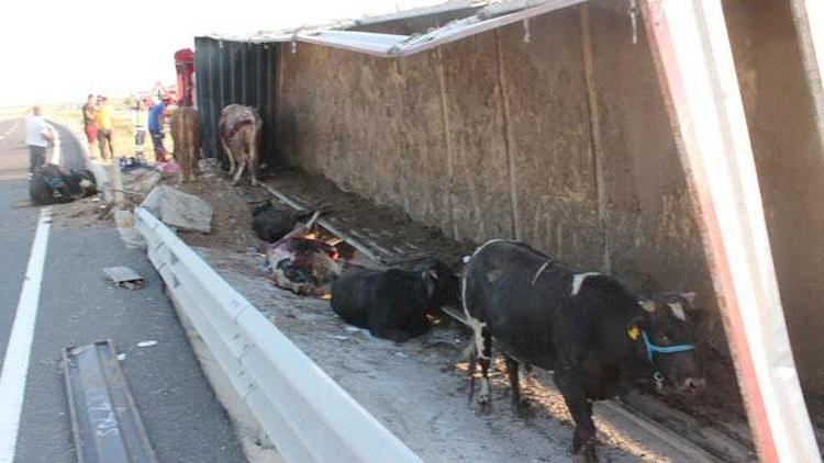 TIR devrildi: 15 büyükbaş kurbanlık telef oldu