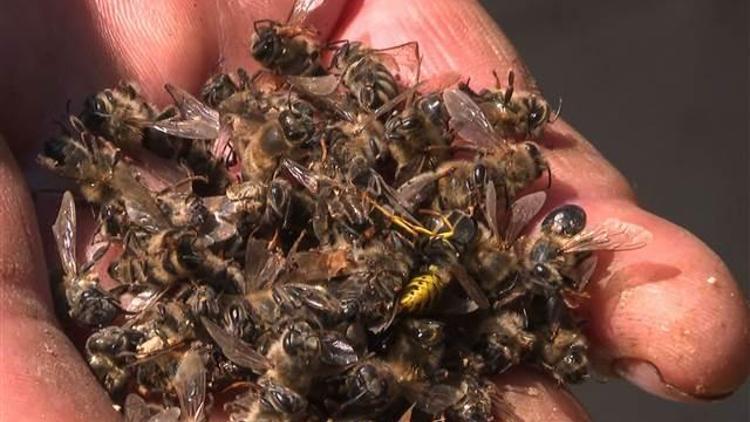 Rusyanın 30 bölgesinde 300 bin arı kolonisi telef oldu