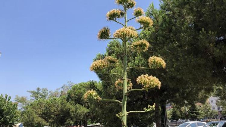UNESCOnun dünya kültür mirası listesinde bulunan Agave bitkisi, Bursada açtı