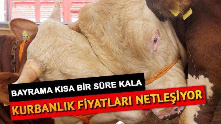 Kurbanlık fiyatları belli oldu mu Kurbanlık fiyatları ne kadar olacak