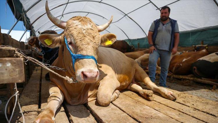 Kredi kartıyla kurban satın almak caiz mi Taksitle kurbanlık alınabilir mi