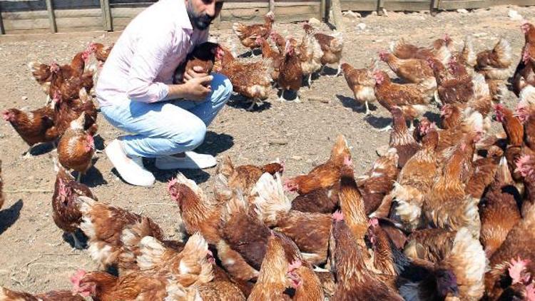 Hobi olarak başladı, tavuk çiftliği kurdu