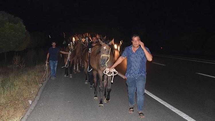 Yarış atları trafiği birbirine katmış, 3 at telef olmuştu Kaçan atlar yakalandı