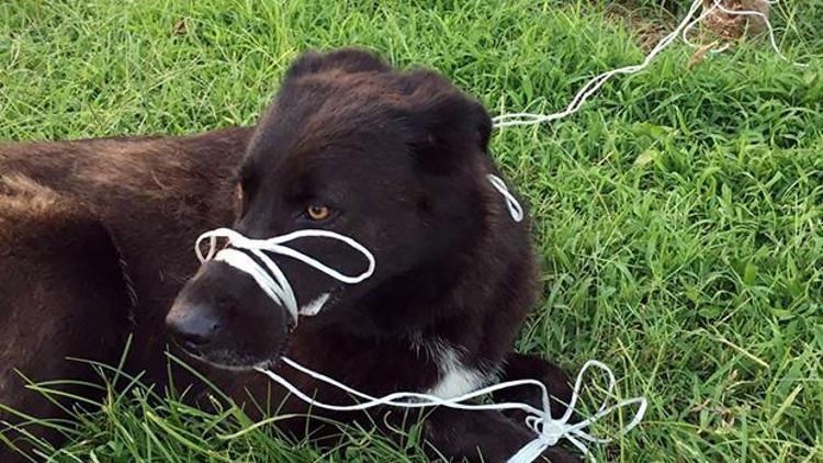 Büyük vicdansızlık Köpeğin ayağını ve ağzını bağlayıp ölüme terk ettiler