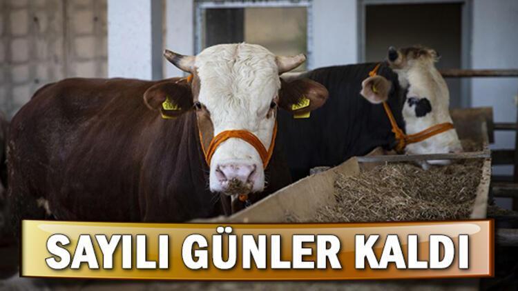 Kurban Bayramı tatili belli oldu mu Bayram tatili 9 gün olacak mı