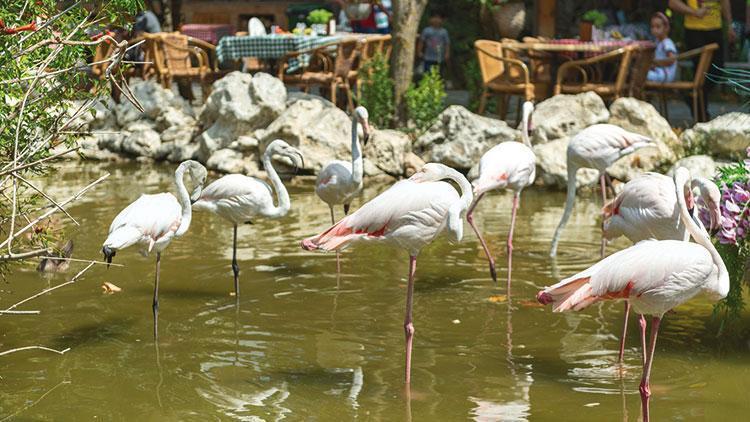 Tüyleri kesilmese uçarlardı... Restoranın süs havuzunda flamingoların ne işi var