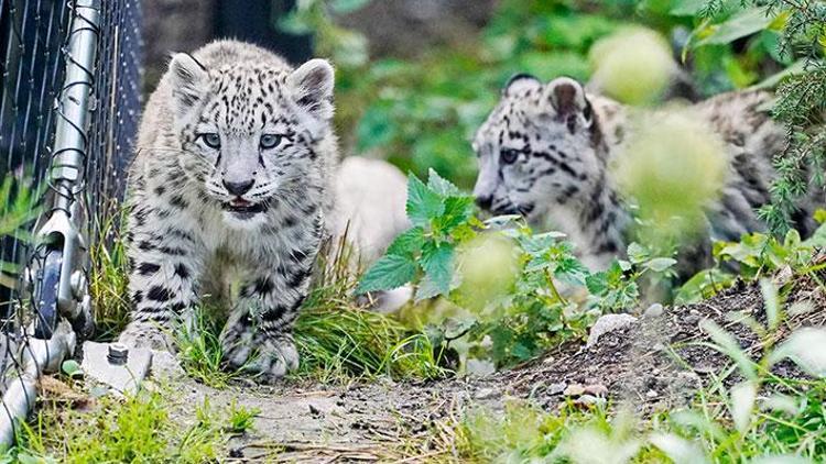 Kar leoparı yavrularının açık hava keyfi