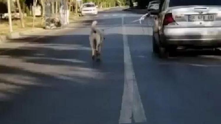 Köpeğin otomobile bağlanarak sürüklenmesi tepki çekti
