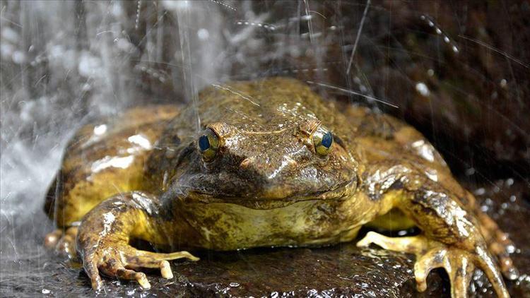 Dünyanın en büyük kurbağası, yavruları için gölet inşa ediyor
