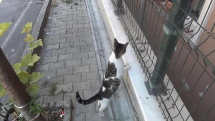 Apartman boşluğuna düşen yavru kedi için mahalleli seferber oldu