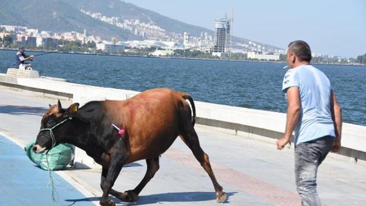 Kaçan boğa, sahibini peşinden koşturdu