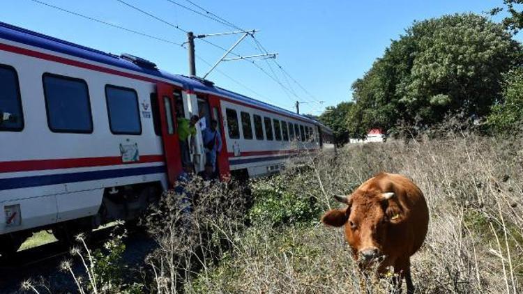 Hayvanların kurtarmak isterken trenin altında kaldı