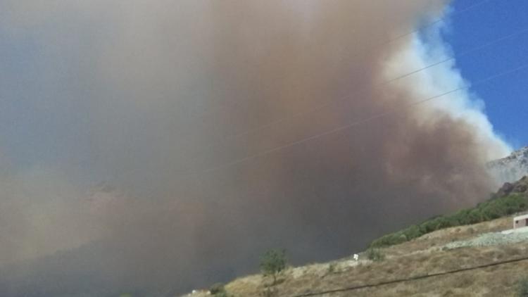 Marmara Adasında orman yangını