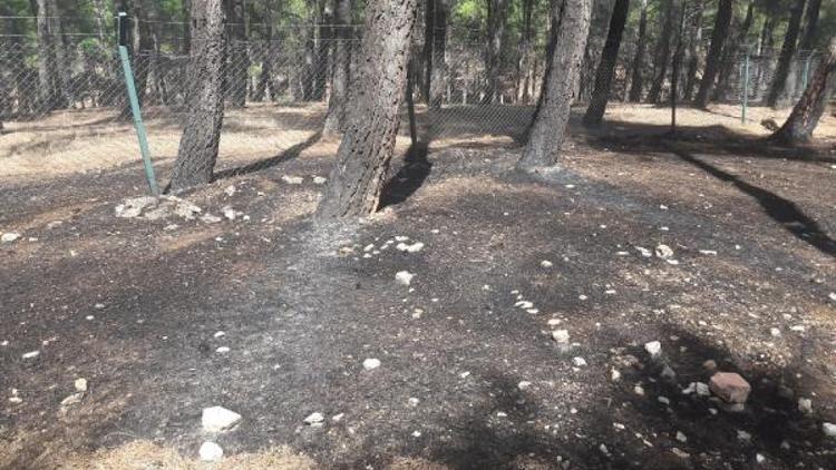 Piknik ateşi ormanı yaktı