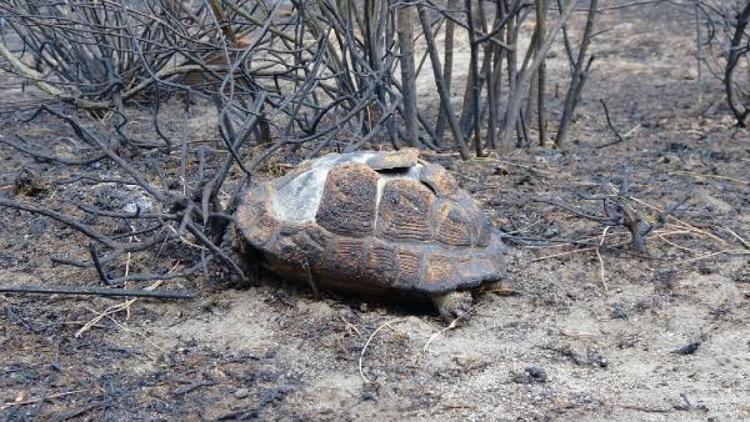 Marmara Adasındaki orman yangınında 80 hektar kül oldu