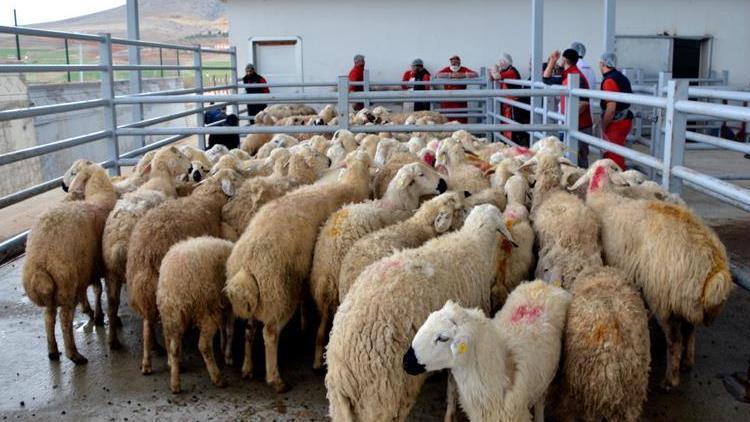 ESK, elde kalan kurbanlıkları satın alacak