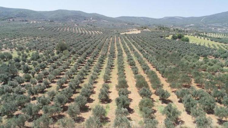 Saruhanlılı zeytin üreticisinin düşük rekolte sıkıntısı