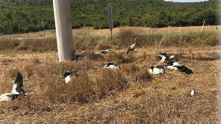 Vatandaşlar görüp haber verdi Nedeni araştırılıyor