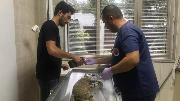 Pitbullun saldırdığı gebe kedi öldü, sahibine 7 bin TL ceza