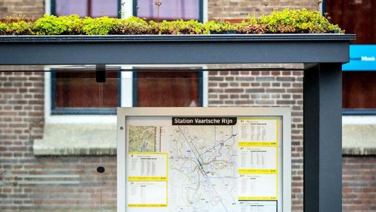 Utrecht, otobüs duraklarının üzerini yeşillendirdi