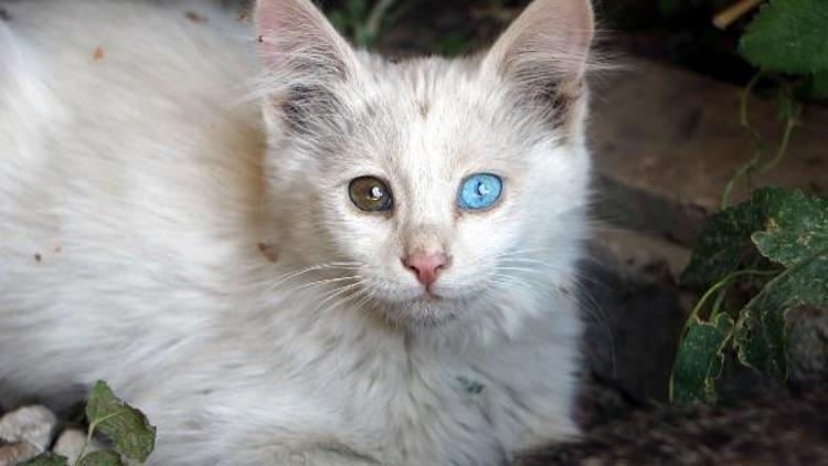 Tekir kedinin gözleri farklı renkteki beyaz yavrusu şaşırttı