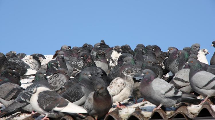 Çatıda gezinen güvercini belediyeye şikâyet etmiş