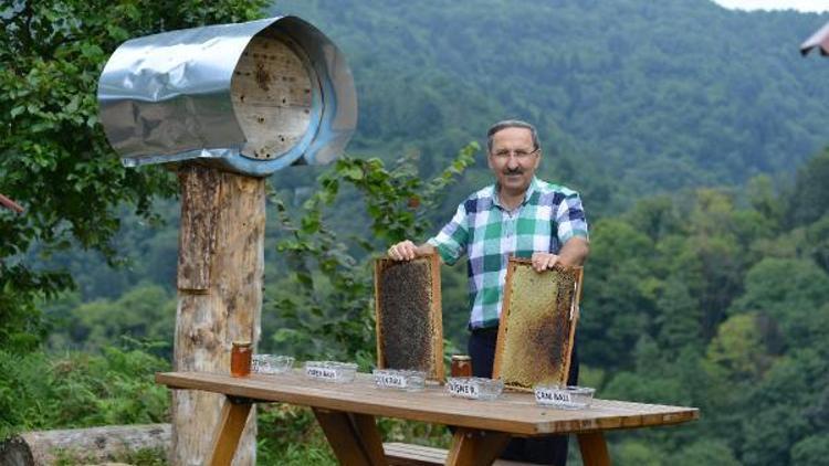 Tesise dadanan ayıların bal testi kamerada