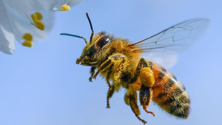 Köpeklerden çok daha etkililer: Polis arıları mı geliyor