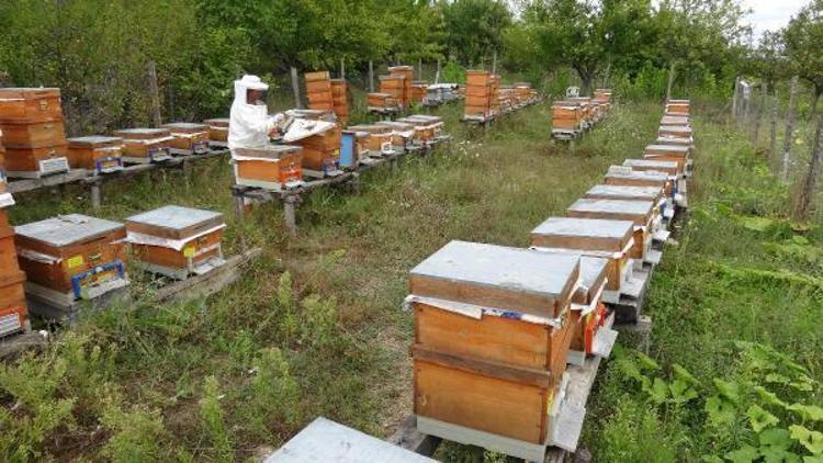 Çocukları organik bal yesin diye başladı, şimdi marka olmak istiyor