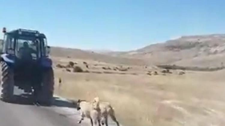 Kangal köpeklerini zincirle traktöre bağlayıp koşturdu