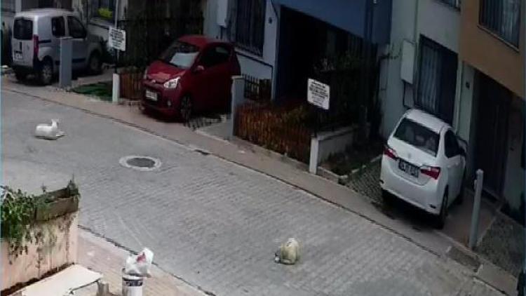 Kayaşehirde bir sürücünün otomobiliyle köpeği ezme anı kamerada