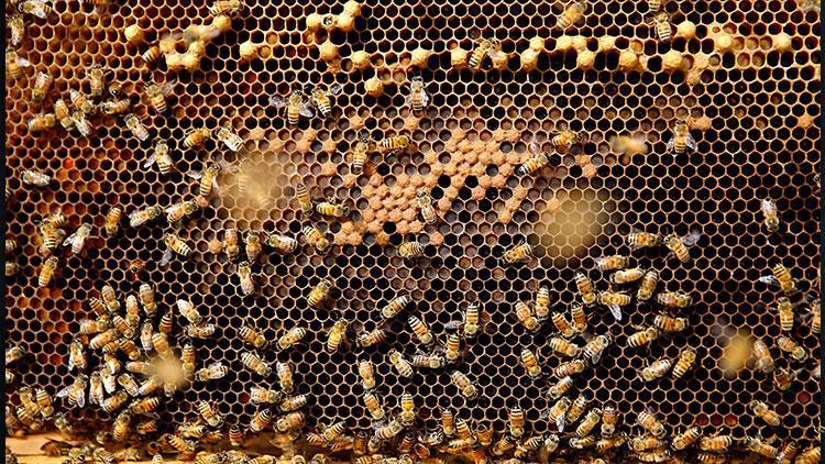 Brezilyada son 3 ayda 500 milyondan fazla arı öldü